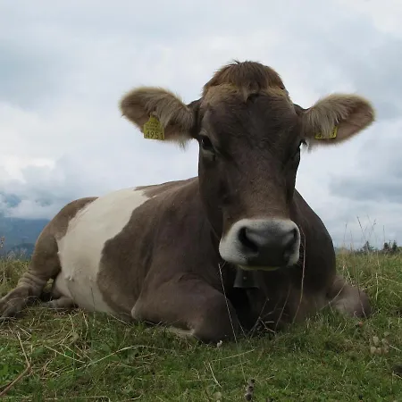 Apartamento Modern Trifft Tradition Grabs