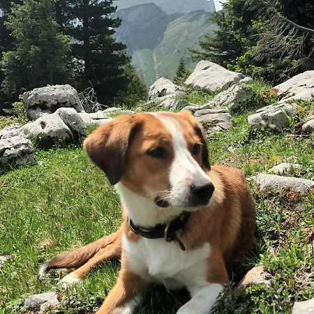 Modern Trifft Tradition Grabs