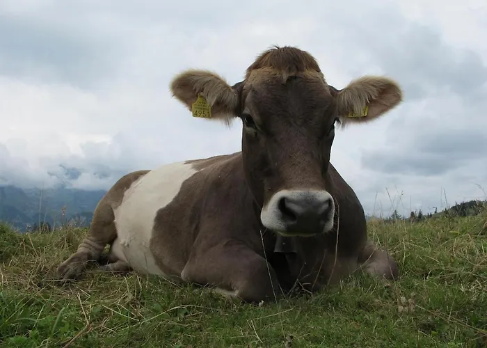 Lejlighed Modern Trifft Tradition Grabs