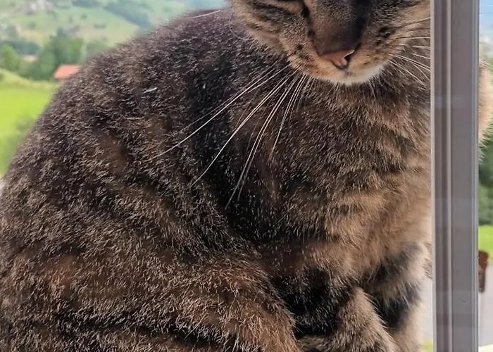 Modern Trifft Tradition 公寓