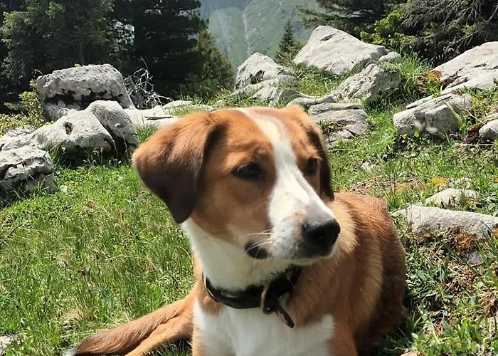 Modern Trifft Tradition Grabs